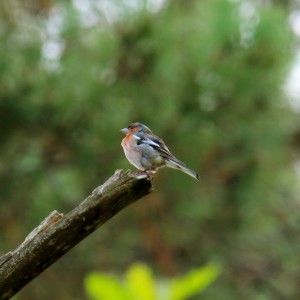 IMG_2182A - Copie